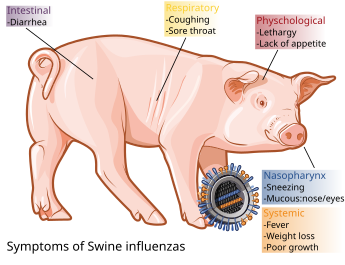 345px-Swine_influenza_symptoms_on_swine-en.svg.png